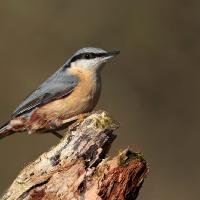 Nuthatch 7 